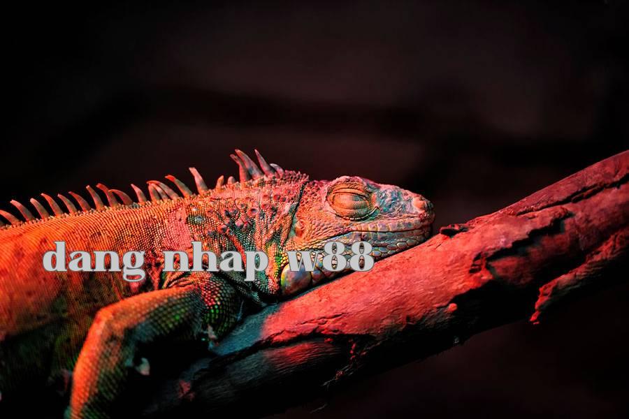 Bổ sung ánh sáng cho động thực vật