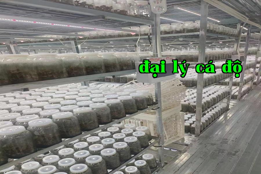 Đèn phát triển thực vật 08.jpg