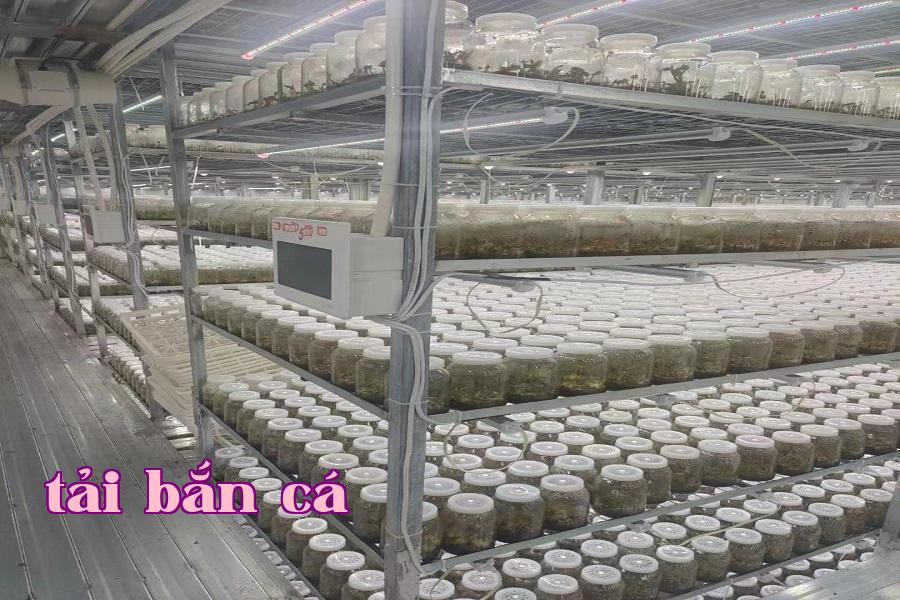 Đèn phát triển thực vật 07.jpg