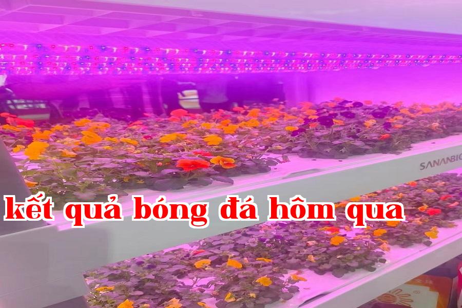 Đèn tăng trưởng thực vật 03.jpg
