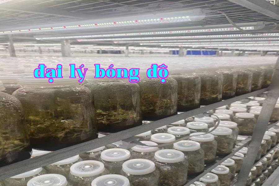 Đèn phát triển thực vật 06.jpg