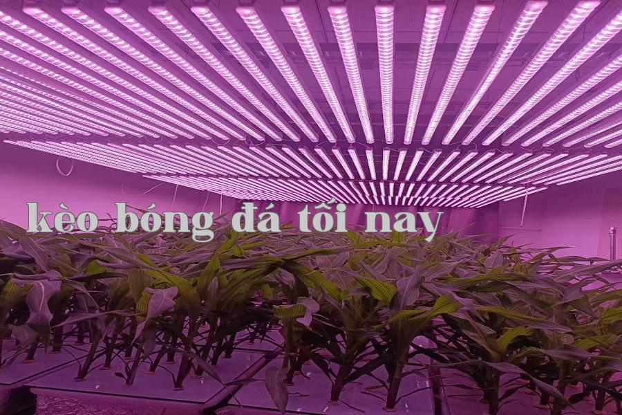 Bổ sung ánh sáng thực vật 01