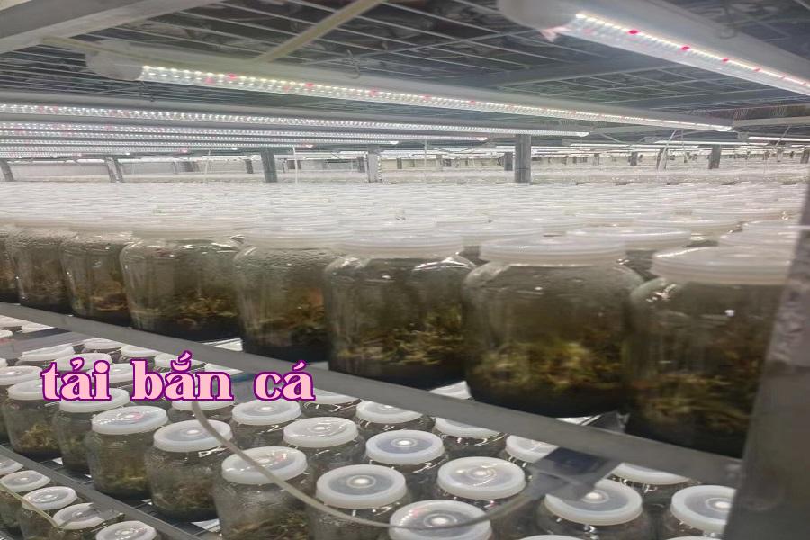 Đèn phát triển thực vật 05.jpg